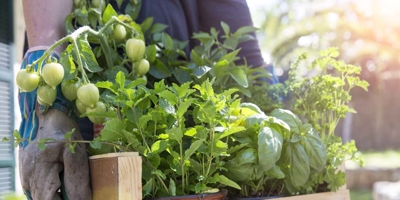 Container Gardening